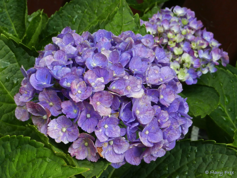 For Hydrangea macrophylla ‘Nikko Blue’ (bigleaf hydrangea), as for all cultivars except for those with white flowers, the more acidic the soil, the bluer the flowers. Photo © 2019 Mary Free.
