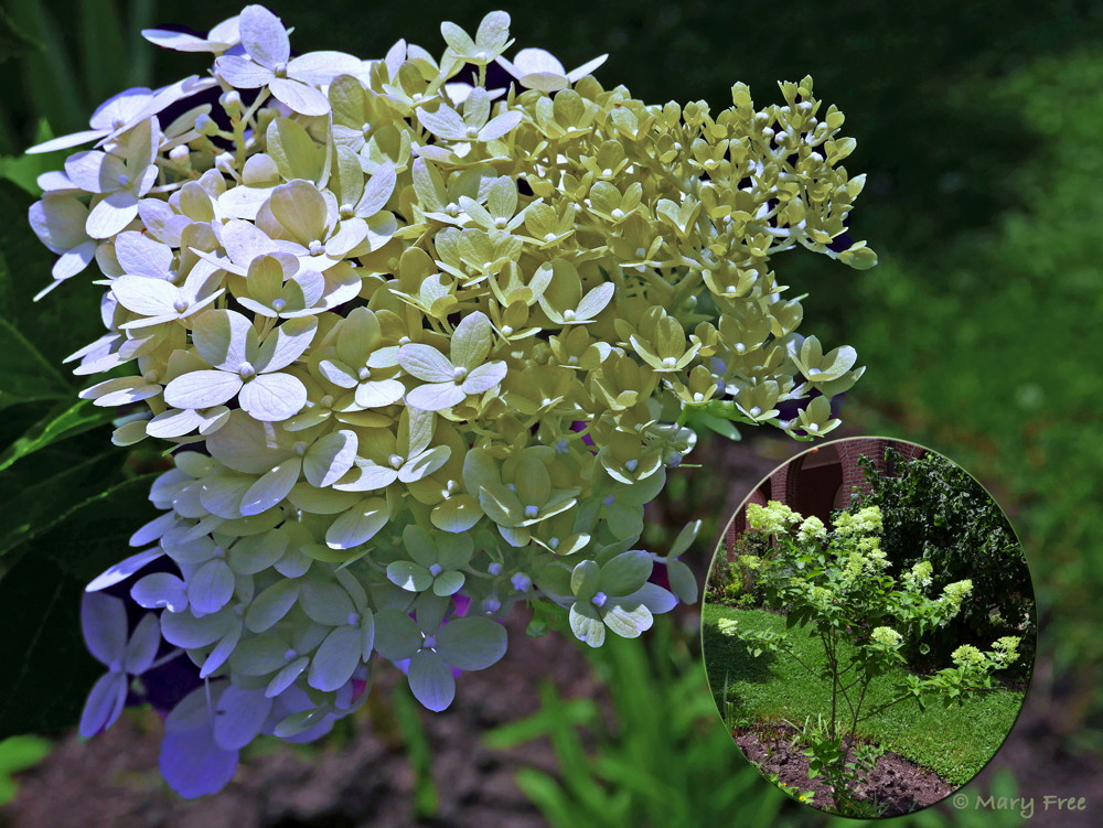 Hydrangea paniculata (panicle hydrangea), a native of China and Japan, is a shrub with multi-season interest. Red fall foliage follows the showy July to September blooms of compact cultivar ‘Limelight.’ Flowers transition from white to lime to pinkish to beige and remain on the shrub into winter unless cut for fresh or dried bouquets first. Photo © 2019 Mary Free.