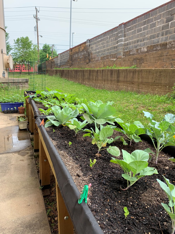 Raised bed garden at Langston Brown Senior Center. Photo © 2019 Lynn Berry