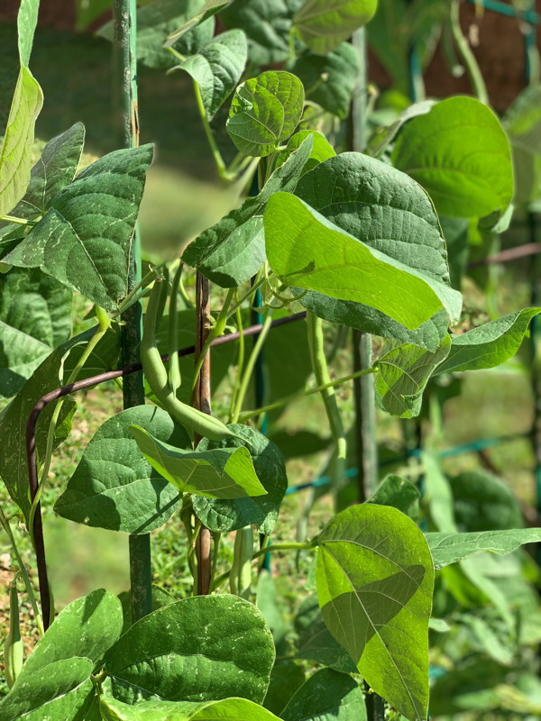 Green beans at the Langston Brown Senior Center garden. Photo © 2019 Lynn Berry