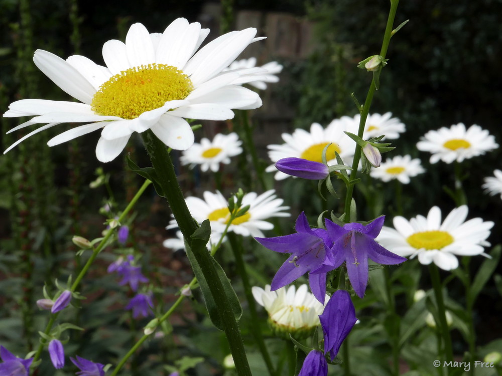 Leucanthemum x superbum (shasta daisy) is a hybrid cross between three European natives and a Japanese field lily. The flowers brighten up the Sunny (above) and Glencarlyn gardens. Deadheading extends the blooming period. Photo © 2019 Mary Free.