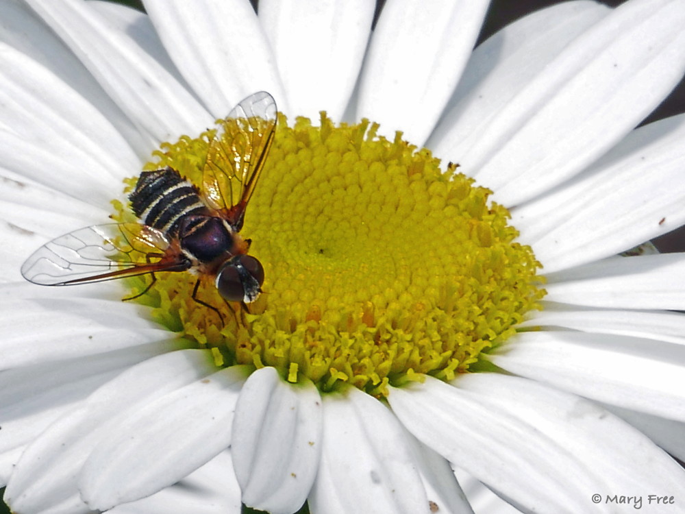 A Villa (bee fly) feeds on the floret nectar of a shasta daisy. Although at first glance it may resemble a bee, hence its common name, the bee fly has two wings (not four), short antennae, and large compound eyes. Photo © 2019 Mary Free.