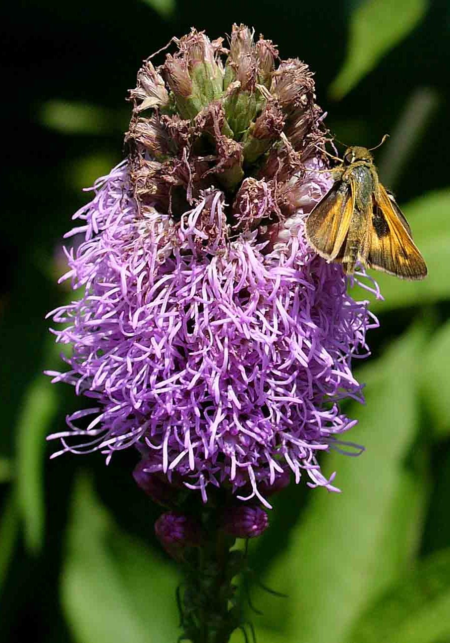 Skipper butterfly feeding on Liatris spicata flowers. Photo © Mary Free, 2014-07-17, Sunny Garden, Bon Air Park.