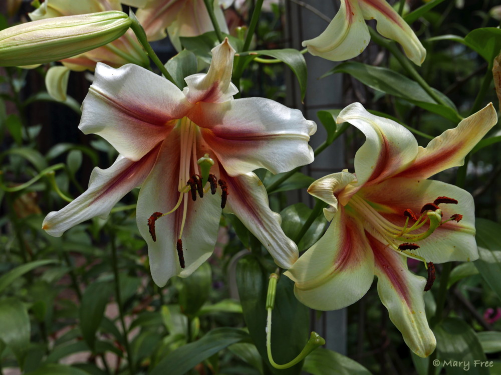 Lilium (lily) is a genus of easy-to-grow, perennial bulbs usually with large, eye-catching flowers. Although there are some species native to the northeastern United States, the lily pictured above at Glencarlyn is probably the hybrid ‘Lavon,’ an OT or Orienpet, which is a cross between an Oriental lily, native to Japan, and a trumpet lily. Photo © 2019 Mary Free.