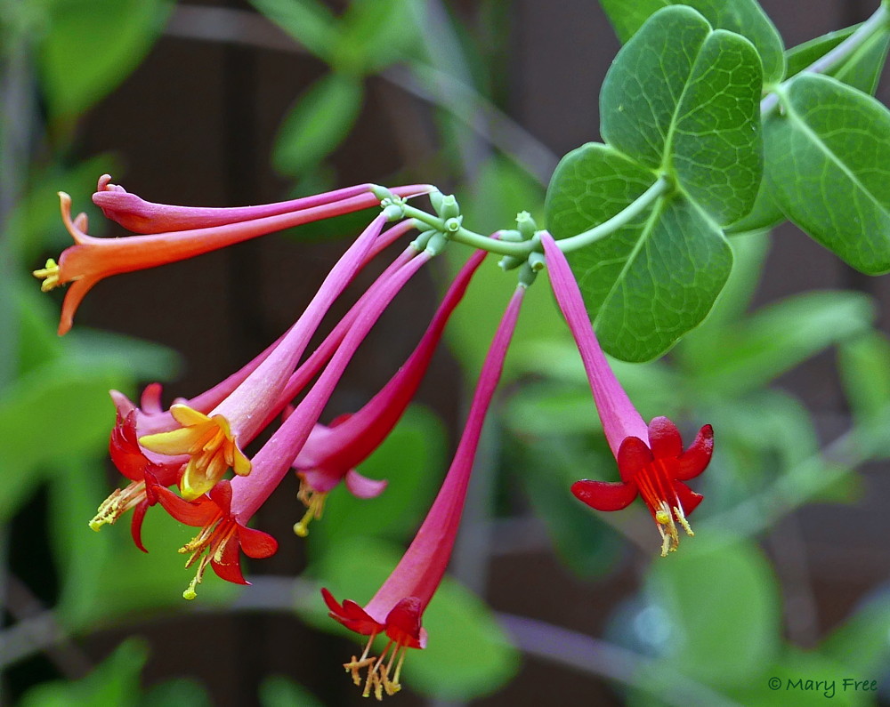 The red flowers of the lovely native, semi-evergreen vine Lonicera sempervirens (trumpet honeysuckle) reliably attract hummingbirds to my garden. The red fruit reportedly appeals to purple finches, goldfinches, and American robins. The blue-green foliage hosts the larvae of spring azure butterflies and snowberry clearwing moths. Photo © 2019 Mary Free.