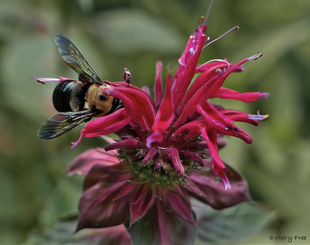 Discovered near the Blue Ridge Parkway, Monarda didyma ‘Jacob Cline’ (scarlet beebalm) is considered a natural selection of wild native bee balm. In trials, ‘Jacob Cline’ “faired quite well against the dreaded powdery mildew” and was “a major hit” with hummers (“Mt. Cuba Center Puts Nativars to the Test,” 2/6/18). It also attracts other pollinators like the pictured female Xylocopa virginica (eastern carpenter bee). Photo © 2019 Mary Free.