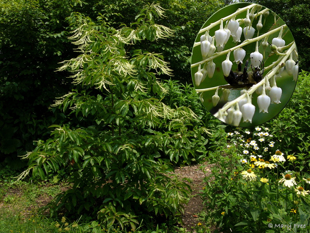 The flowers of the decorative native Oxydendron arboreum (sourwood) resemble lily-of-the-valley, and produce nectar from which honey bees produce a highly valued honey. The flowering tree and visiting bumble bee were photographed in the Sunny Garden on July 5, 2015. Photo © 2019 Mary Free.