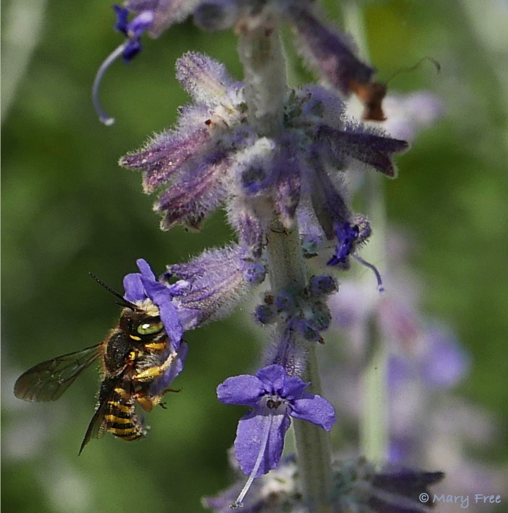 Anthidium manicatum (European wool carder bee) sips the nectar of central Asian native Perovskia ‘Filigran’ (Russian sage). The bee’s common name describes its habit of scraping (carding) the hair from plants for its nest. The Latin name of this pollinator-attracting and sun-loving perennial describes its lacy (filigreed), silvery, and aromatic foliage. Photo © 2019 Mary Free.