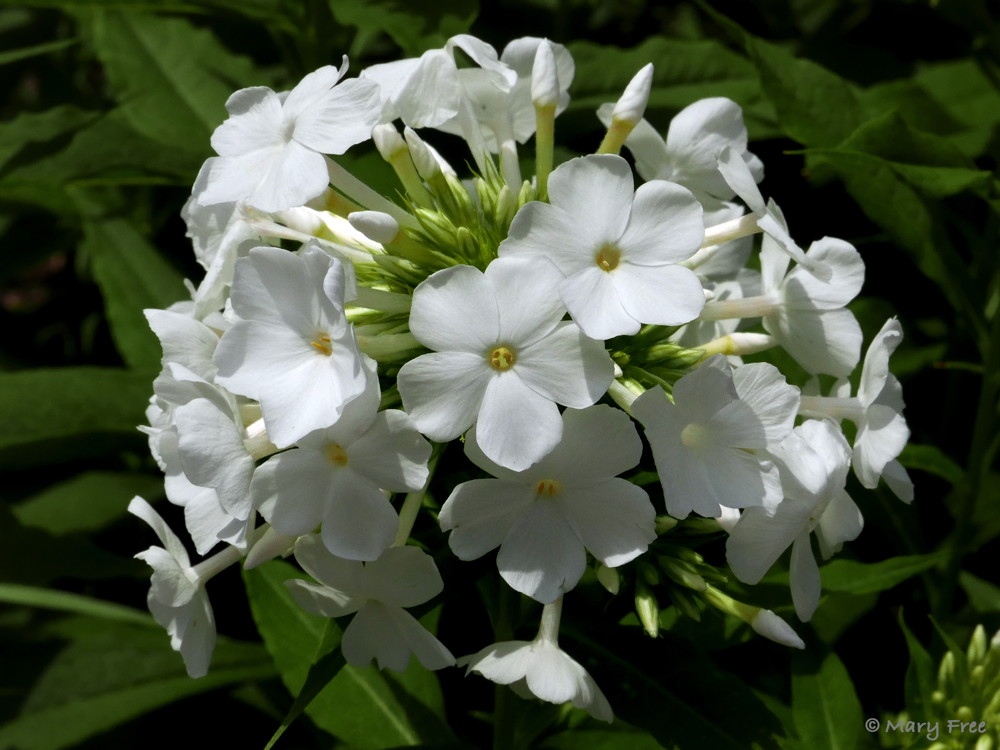 Indispensable to both the Glencarlyn (above) and Sunny gardens, native Phlox paniculata (garden phlox) attracts hummingbirds and butterflies. North Carolina State University found the white-flowered cultivar ‘David’ to be highly resistant to powdery mildew in warm, humid climates. Photo © 2019 Mary Free.