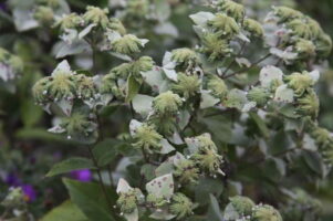 Pycnanthemum incanum (hoary mountain mint) Photo © Missouri Botanical Garden