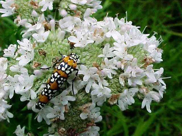 Pycnanthemum tenuifolium (narrow-leaved mountain mint) Photo © Missouri Botanical Garden