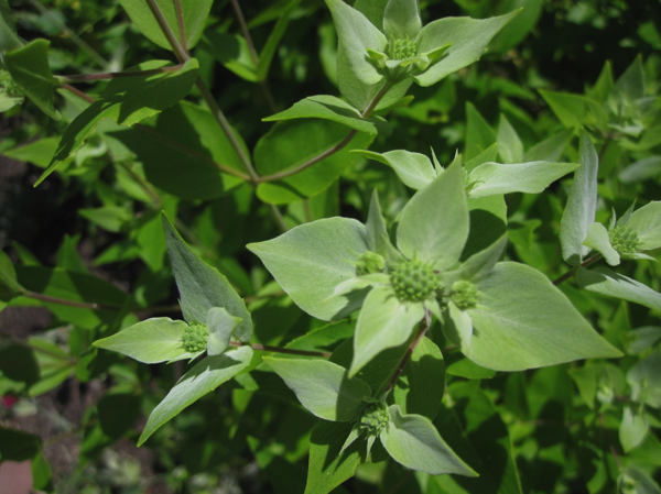 Pycnanthemum muticum Photo © Anne Galer