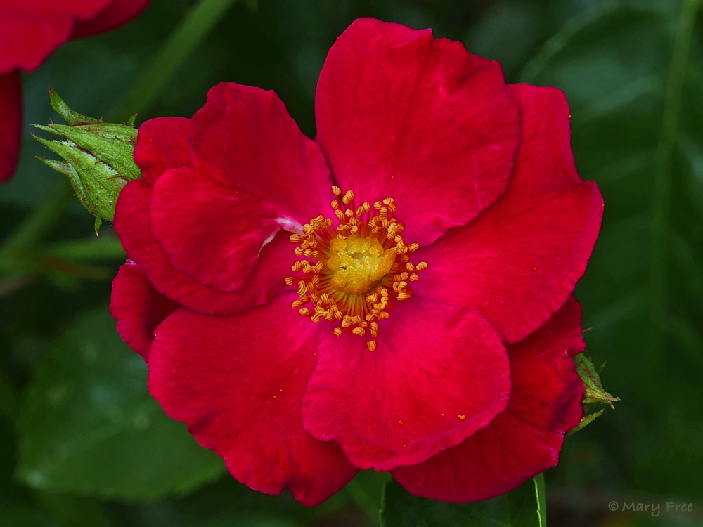 Rosa ‘Noare’ (sold as Red Flower Carpet®) is a hardy, spreading, ground cover-type rose that won the Royal Horticultural Society Award of Garden Merit in 2012. Photo © 2019 Mary Free.