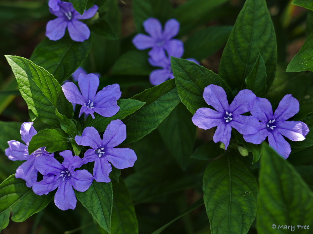 Native Ruellia caroliniensis (Carolina wild petunia), which can be found blooming in the demonstration Quarry Shade Garden, reseeds readily, so monitor its seed capsules because when mature they dehisce, burst open, spreading seeds where you may not want them. Photo © 2019 Mary Free.
