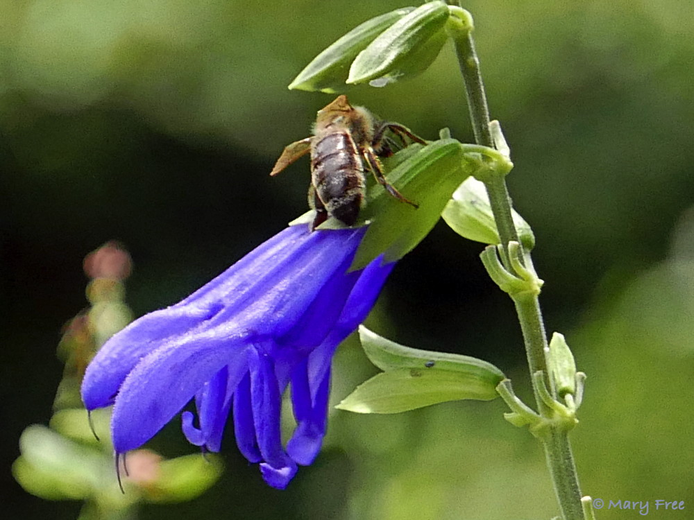 If you want to attract robbers and hummers to your garden, then plant Salvia guaranitica (anise-scented or hummingbird sage). Don’t worry though, the only thing the robbers, like this Sunny Garden Apis mellifera (honey bee), will steal is nectar (see Flowers That Attract Pollinators And Robbers To A Garden). Photo © 2019 Mary Free.