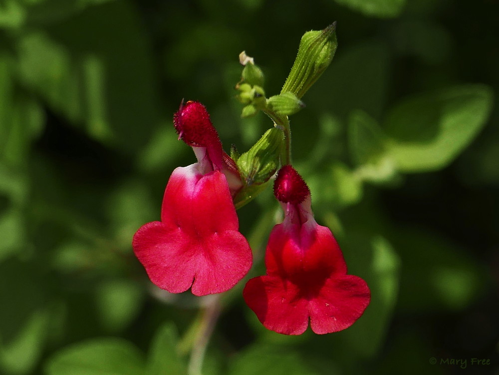 The perennial Salvia microphylla (small-leaf sage) is native to southeastern Arizona and Mexico. The striking bi-color cultivar ‘Hot Lips' displays well in a sunny garden and attracts hummingbirds. Photo © 2019 Mary Free.