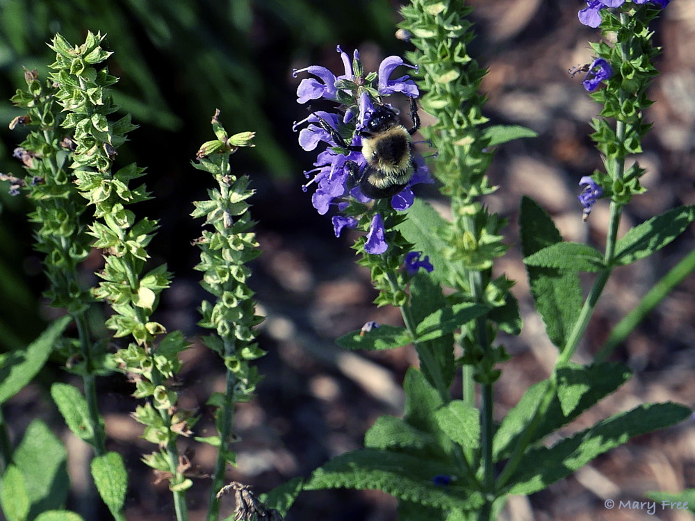 Salvia x sylvestris ‘Blue Hill’ (wood sage) has a reputation for truer blue flowers, which attract a variety of bees, like this Bombus impatiens (common eastern bumble bee), and butterflies. Removing the spent flower spikes extends the bloom period through summer into fall. Photo © 2019 Mary Free.