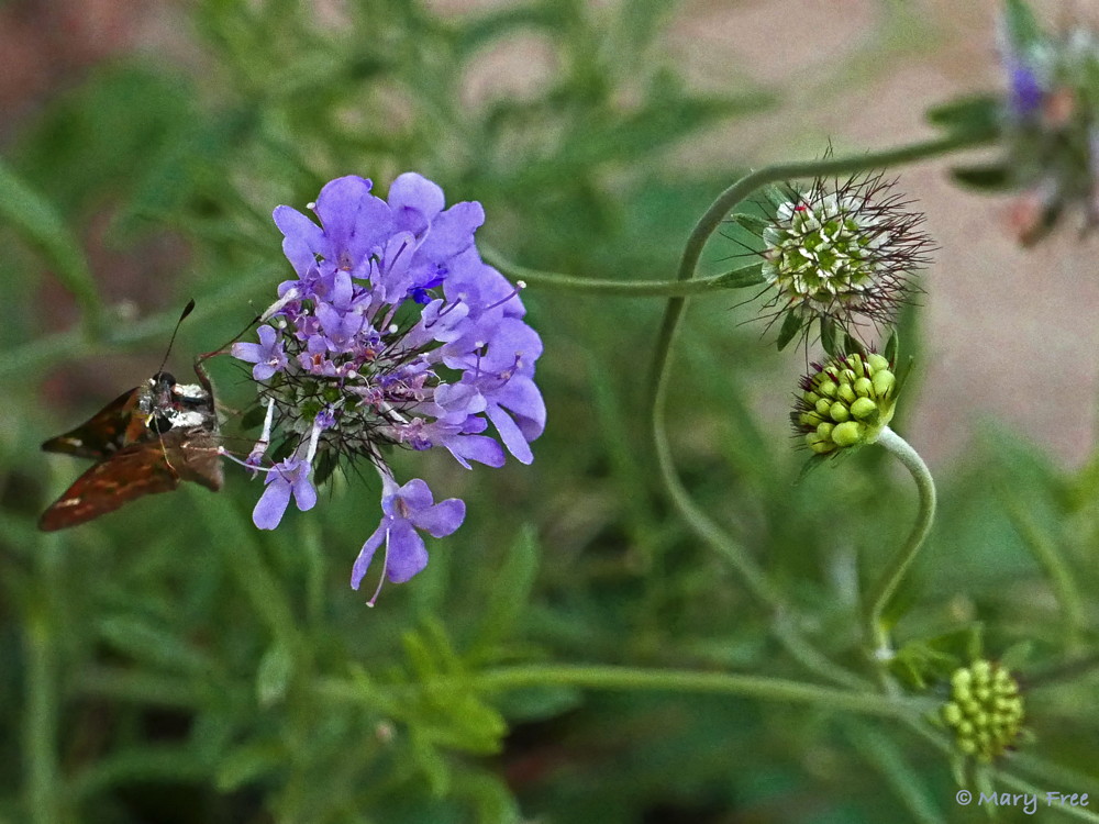 ompact habit, prolific flowers, and dissected, gray-green foliage are enough to recommend Scabiosa ‘Butterfly Blue’ (pincushion flower) as an edging plant, for border fronts or rock gardens. It attracts bees and small butterflies, like the pictured skipper, and its long blooming period—from mid-spring until frost and even on mild winter days—makes it even more desirable. Photo © 2019 Mary Free.