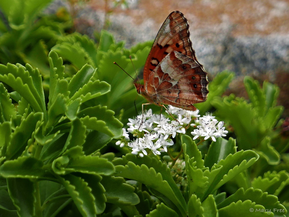 The flowers of Sedum album (white stonecrop), a native of Europe, western Asia, and north Africa, attract a Euptoieta claudia (variegated fritillary). Another attraction may be the foliage, as Sedums are also a larval host for this butterfly. (The pictured foliage belongs to another Sedum species planted in the rock gardens of Bon Air Memorial Rose Garden.) Photo © 2019 Mary Free.