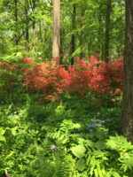 Distinct natural layers in Azalea Woods.