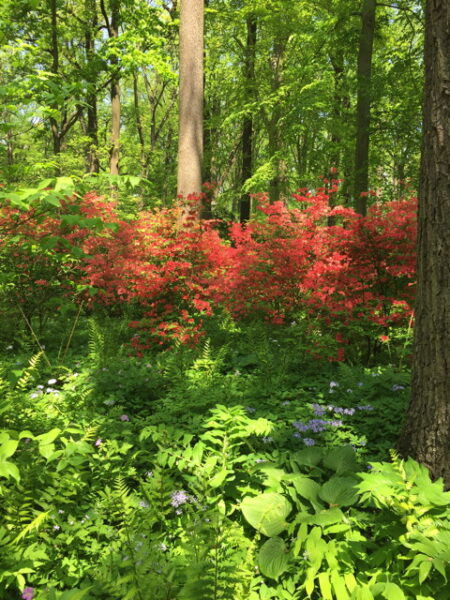 Distinct natural layers in Azalea Woods.