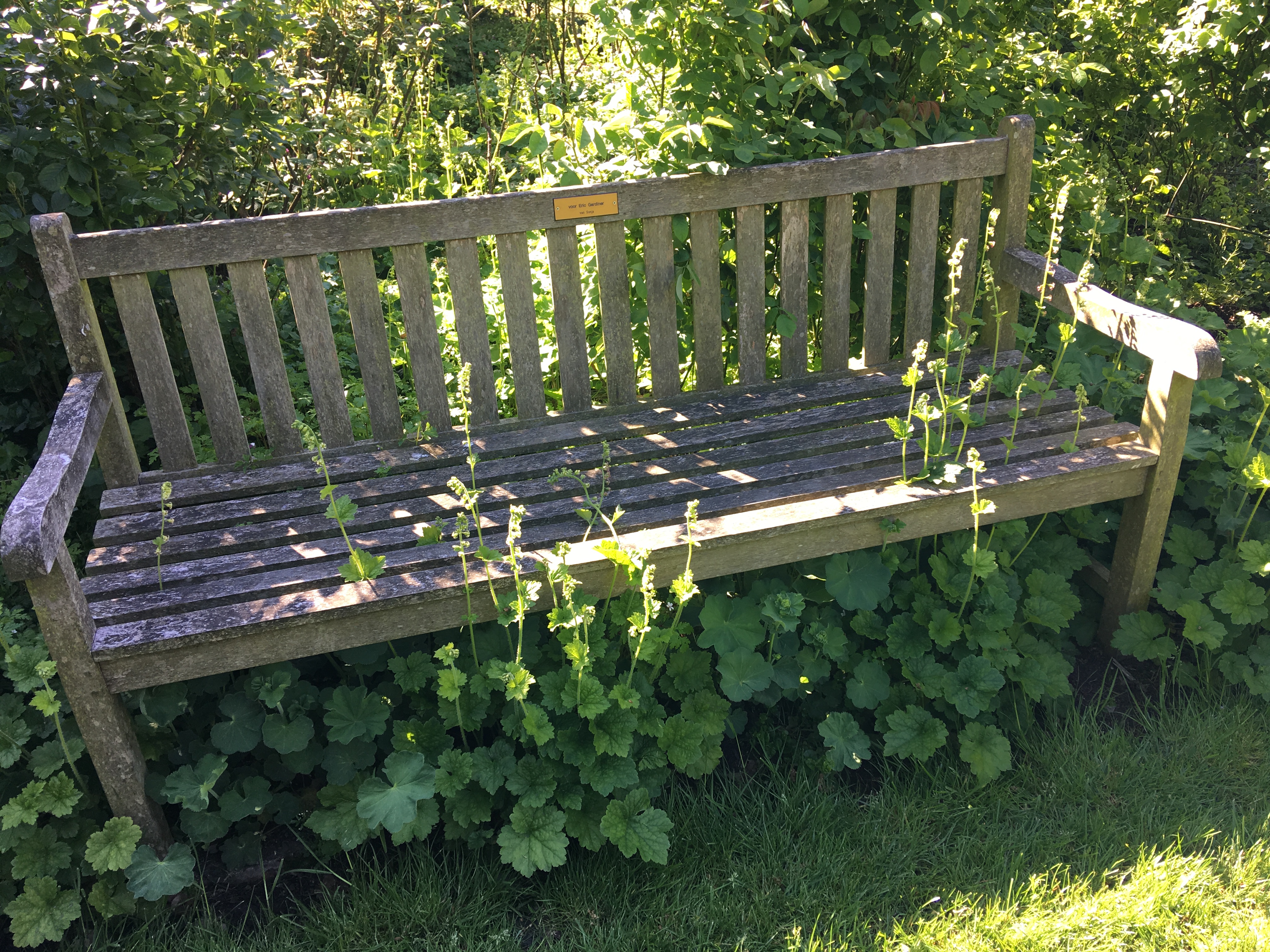 Kalmthout bench and flower bed in need of pruning, Antwerp, Belgium Photo © 2019 Nancy Smith Brooks