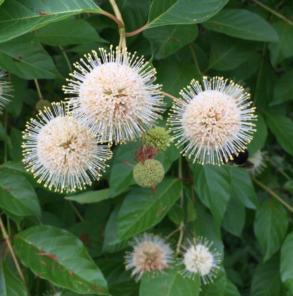 Cephalanthus occidentalis (Buttonbush) flowers. Photo by Elaine L. Mills, 2019-06-20, Thomas Jefferson Community Center.