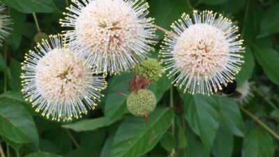 Cephalanthus occidentalis (Buttonbush) flowers. Photo by Elaine L. Mills, 2019-06-20, Thomas Jefferson Community Center.