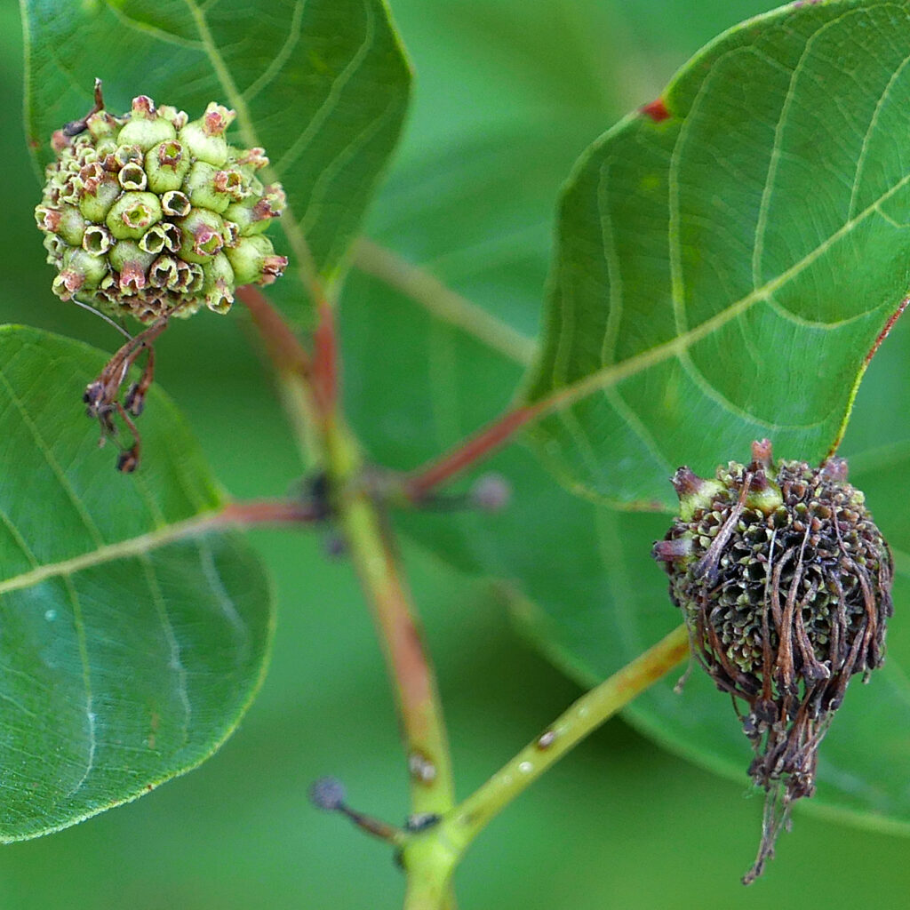 Cephalanthus occidentalis (Buttonbush) nutlet clusters. Photo © Mary Free, 2019-07-28, Simpson Gardens, Alexandria, VA.