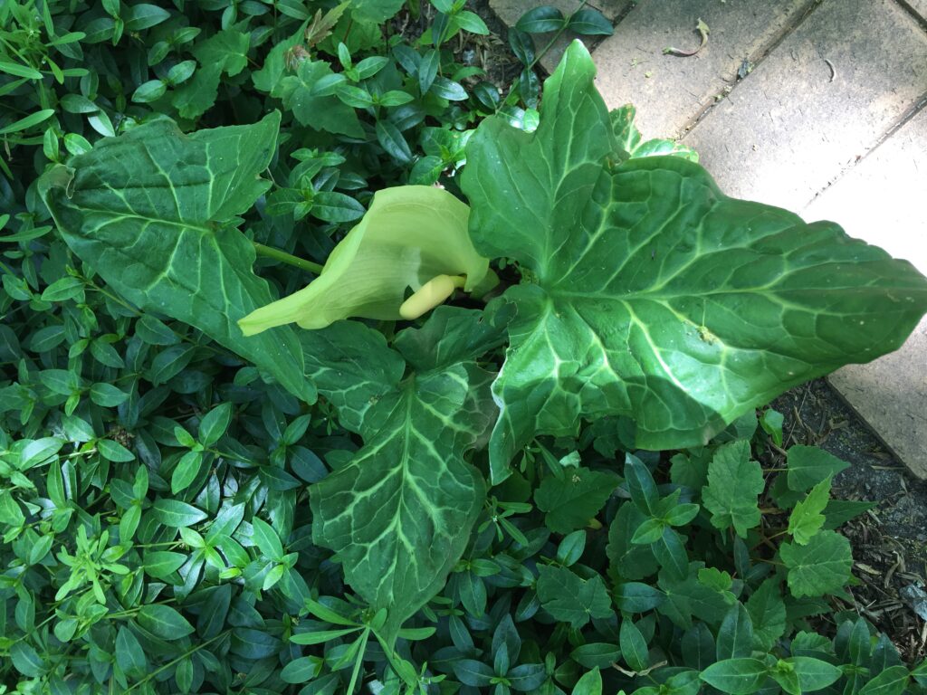 Italian Arum in bloom at Konings Park, Ostend, Belgium Photo © 2019 Nancy Smith Brooks