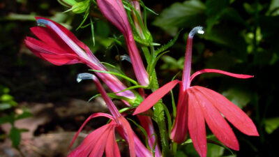 Lobelia cardinalis (Cardinal Flower) buds and flowers in August