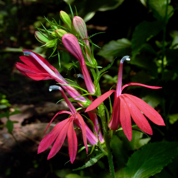 Lobelia cardinalis (Cardinal Flower) buds and flowers in August