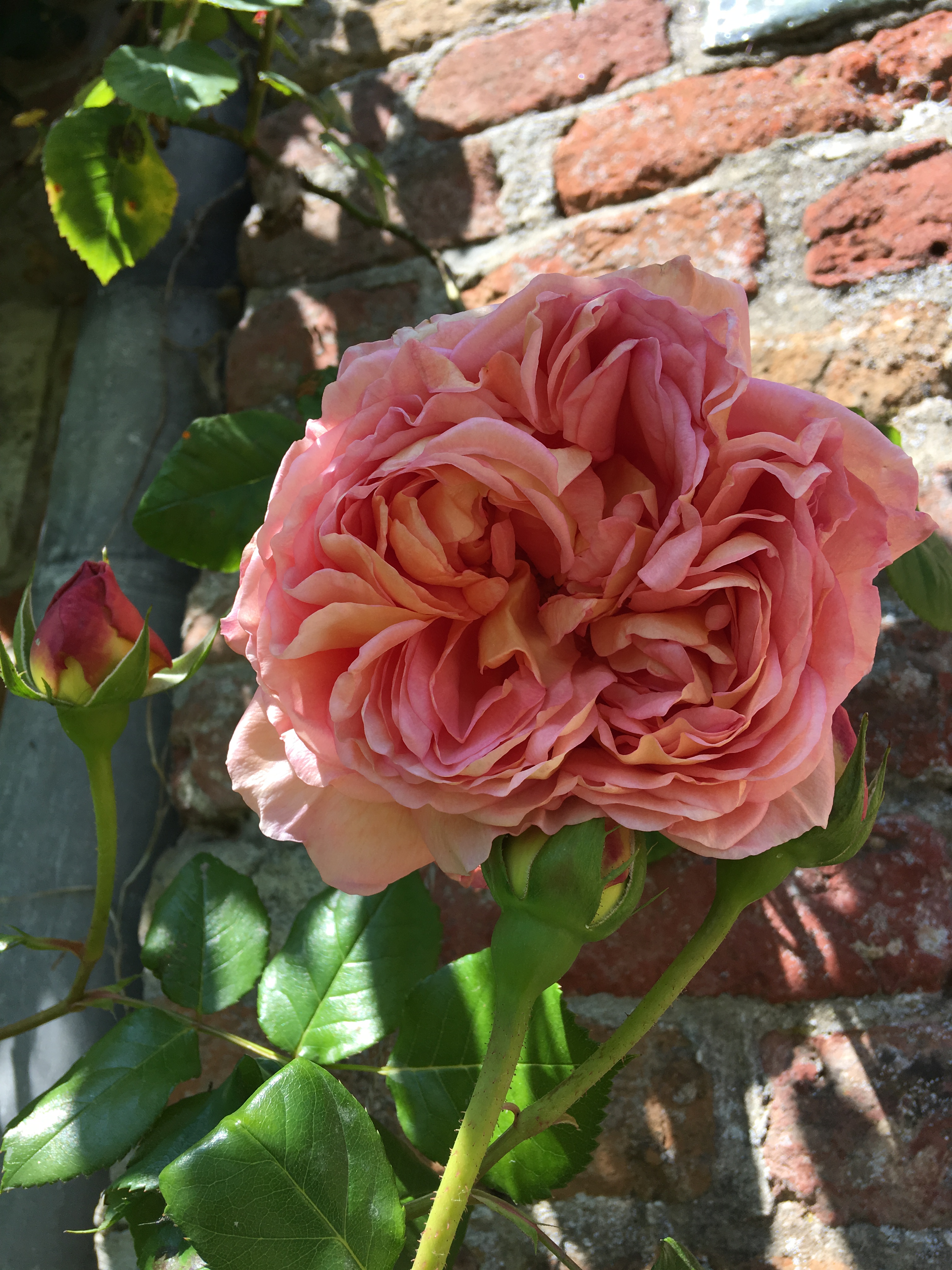Rose at Oostkerke Castle, Ostend, Belgium Photo © 2019 Nancy Smith Brooks