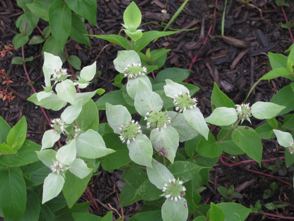 Clustered Mountain Mint (Pycnanthemum muticum) in Meadow Garden Photo © 2014 Elaine Mills