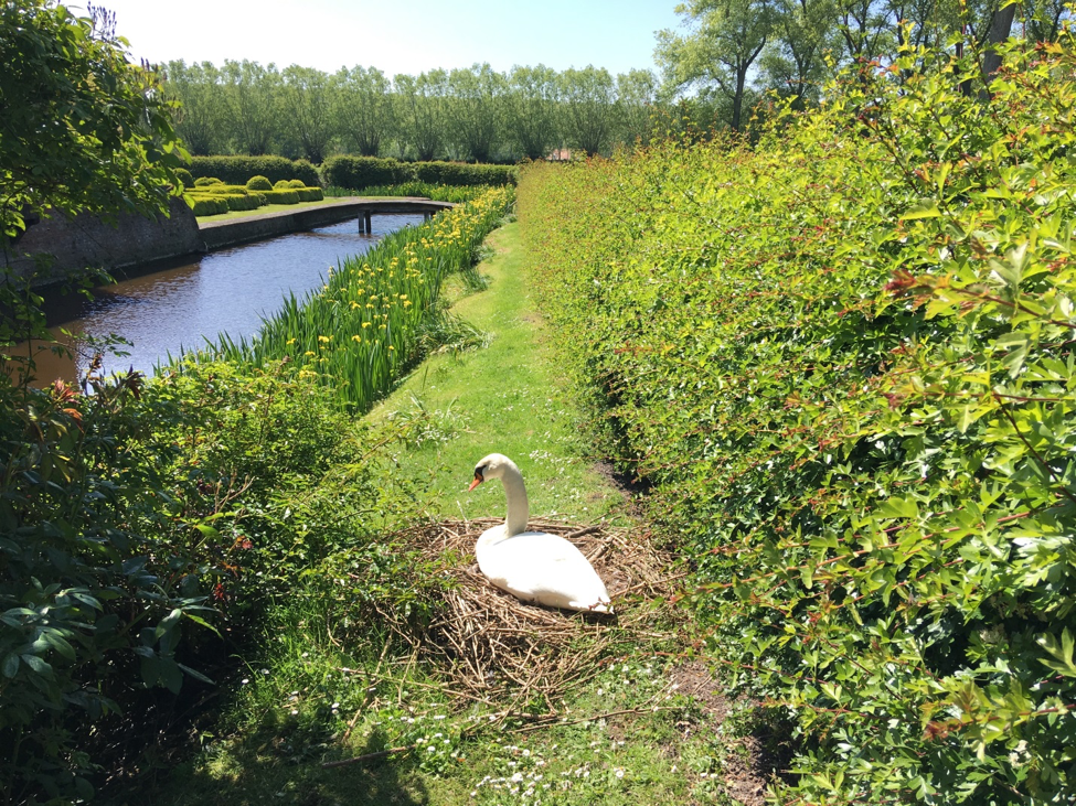 Swan on nest and moat at Oostkerke Castle, Ostend, Belgium Photo © 2019 Nancy Smith Brooks
