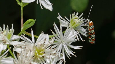 Clematis virginiana with Alianthus webworm moth.
