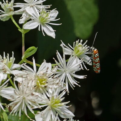 Clematis virginiana with Alianthus webworm moth.
