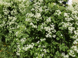 Clematis virginiana en masse