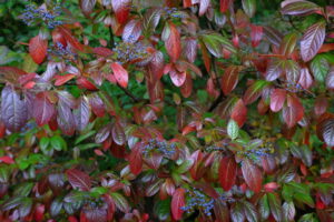 Viburnum nudum (Possum-haw) fall foliage. Photo by Robert M. Kline, 2015-10-25, Meadowlark Botanical Gardens.