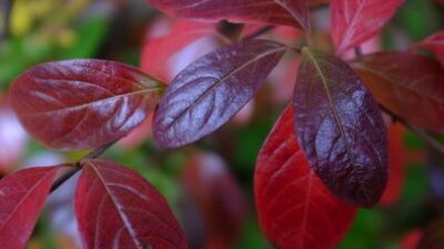 Close-up of Viburnum nudum (Possumhaw) leaves in October. Photo by Robert M. Kline, 2015-10-25, Meadowlark Botanical Gardens.