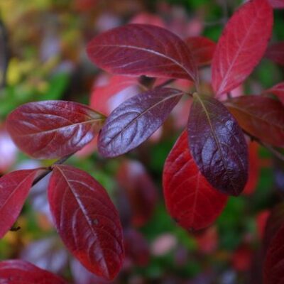 Close-up of Viburnum nudum (Possumhaw) leaves in October. Photo by Robert M. Kline, 2015-10-25, Meadowlark Botanical Gardens.
