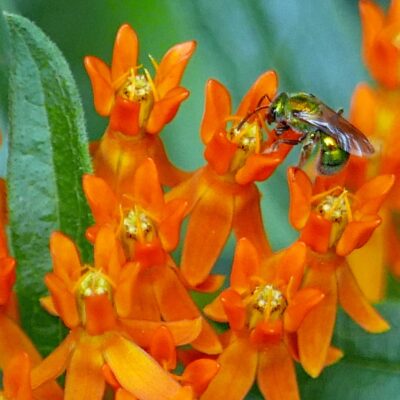 Sweat bee feeding on Asclepias tuberosa flower, 2016-08-01, Quarry Shade Garden, Bob Air Park, Arlington, VA.