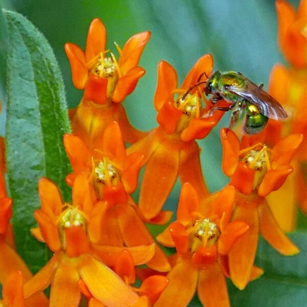 Sweat bee feeding on Asclepias tuberosa flower, 2016-08-01, Quarry Shade Garden, Bob Air Park, Arlington, VA.