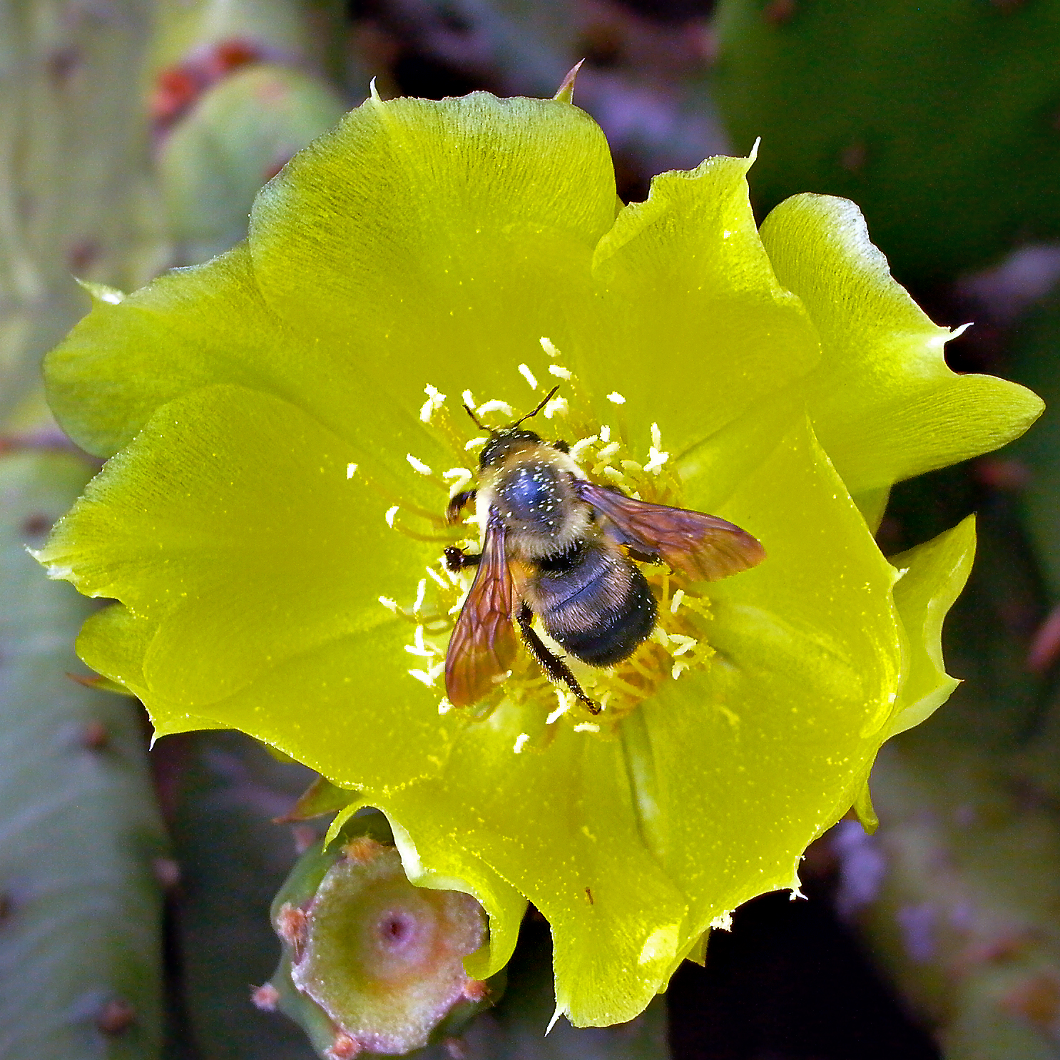 A bumble bee feeds on an Opuntia humifusa flower. Photo © Mary Free