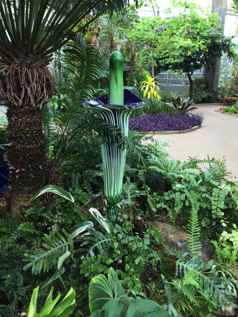Glass corpse flower in the Conservatory.