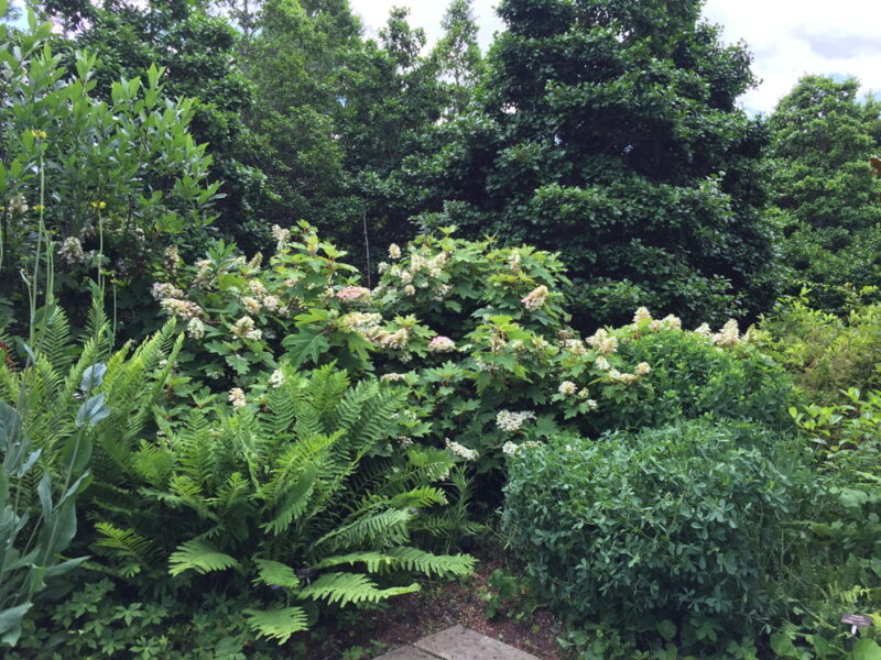 The Stream Garden represents native plant communities found in the Southern Appalachian region.