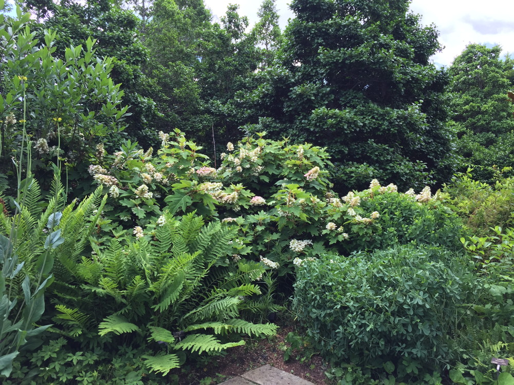 The Stream Garden represents native plant communities found in the Southern Appalachian region.
