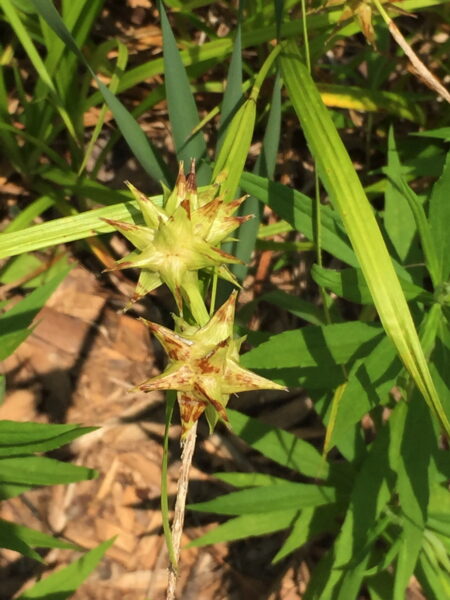 The distinctive seed heads of Gray’s sedge resemble the ends of medieval spiked weapons.