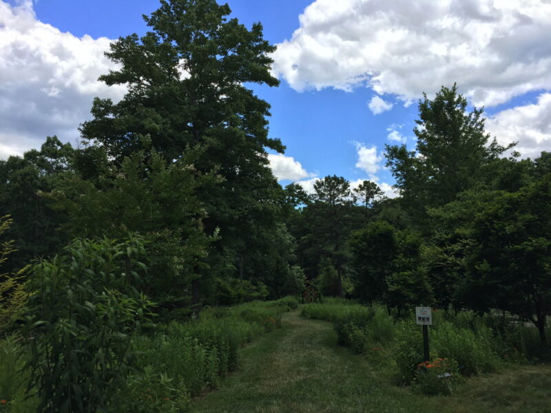 The Forest Meadow has many species attractive to pollinators