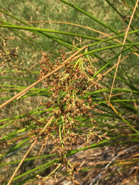 Yellow-brown flower clusters of common rush provide food for birds and other wildlife.